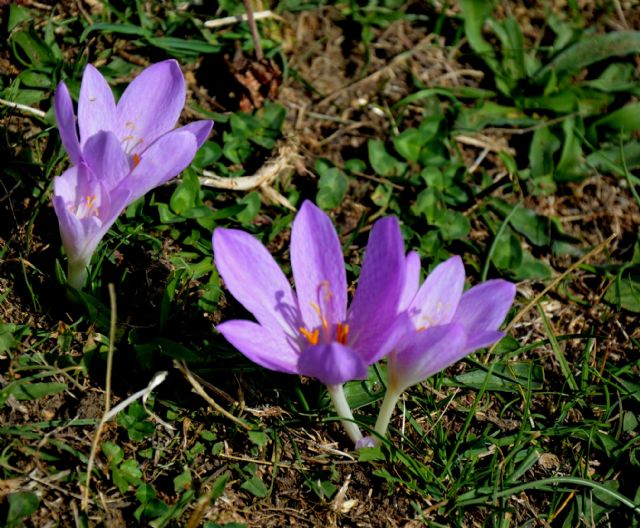 Colchicum lusitanicum